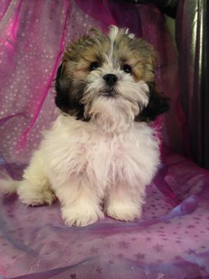 Male shih tzu bichon Puppy for sale #1 DOB 10-26-14